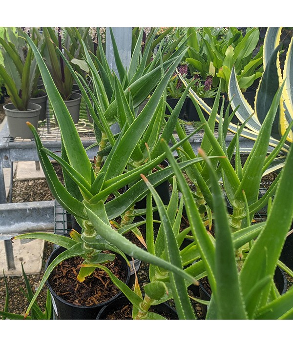 Aloe striatula (1lt)