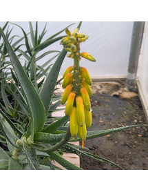 Aloe striatula (0.8lt)
