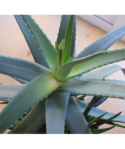 Aloe vera (1lt)