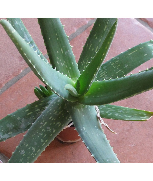 Aloe vera (7lt)
