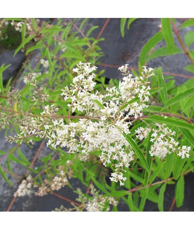 Aloysia triphylla Spilsbury Mint (3lt)