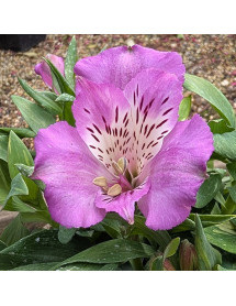 Alstroemeria Lucas (Mini Series) (3lt)