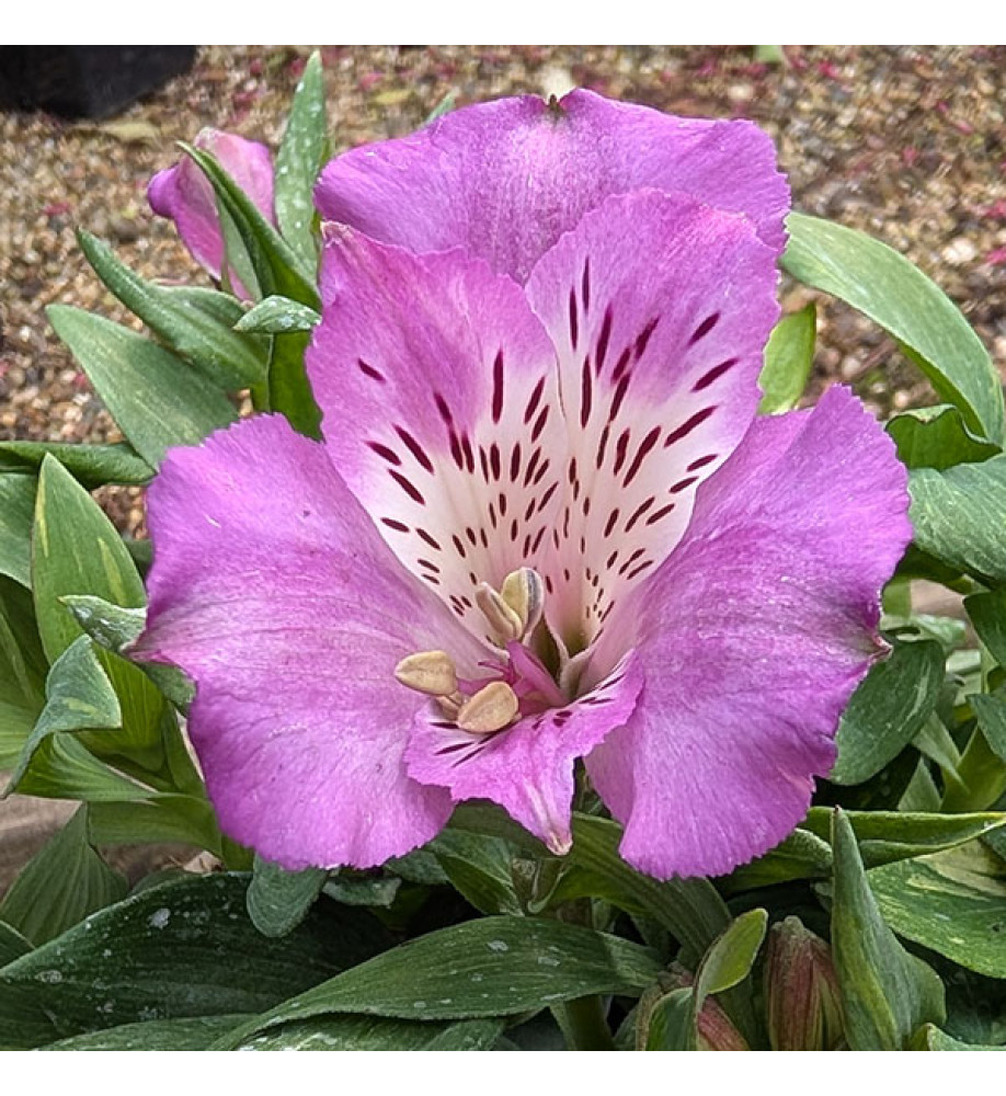 Alstroemeria Lucas (Mini Series) (3lt)
