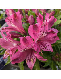 Alstroemeria Océane (Mini Series) (3lt)