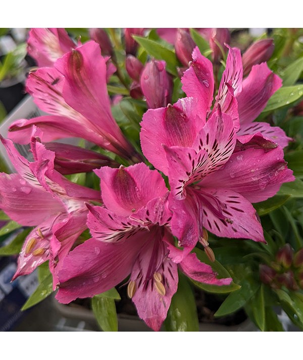 Alstroemeria Océane (Mini Series) (3lt)