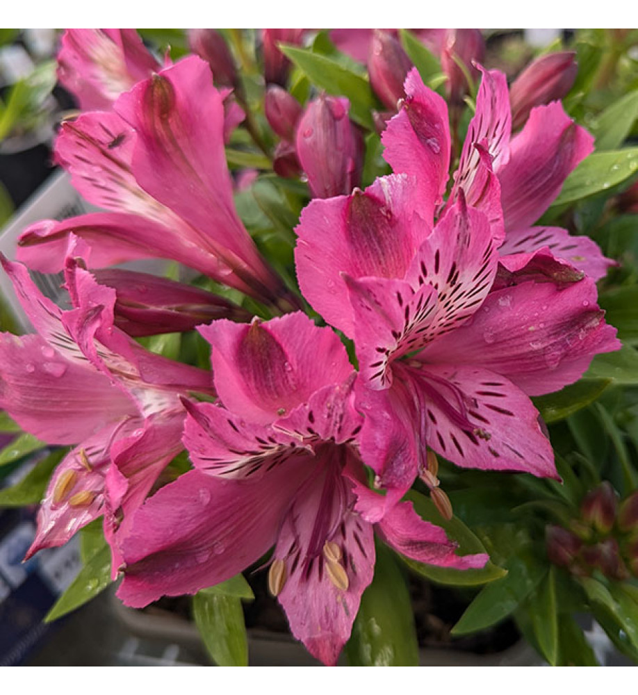 Alstroemeria Océane (Mini Series) (3lt)