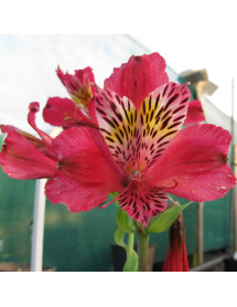 Alstroemeria Dandy Candy (1lt)