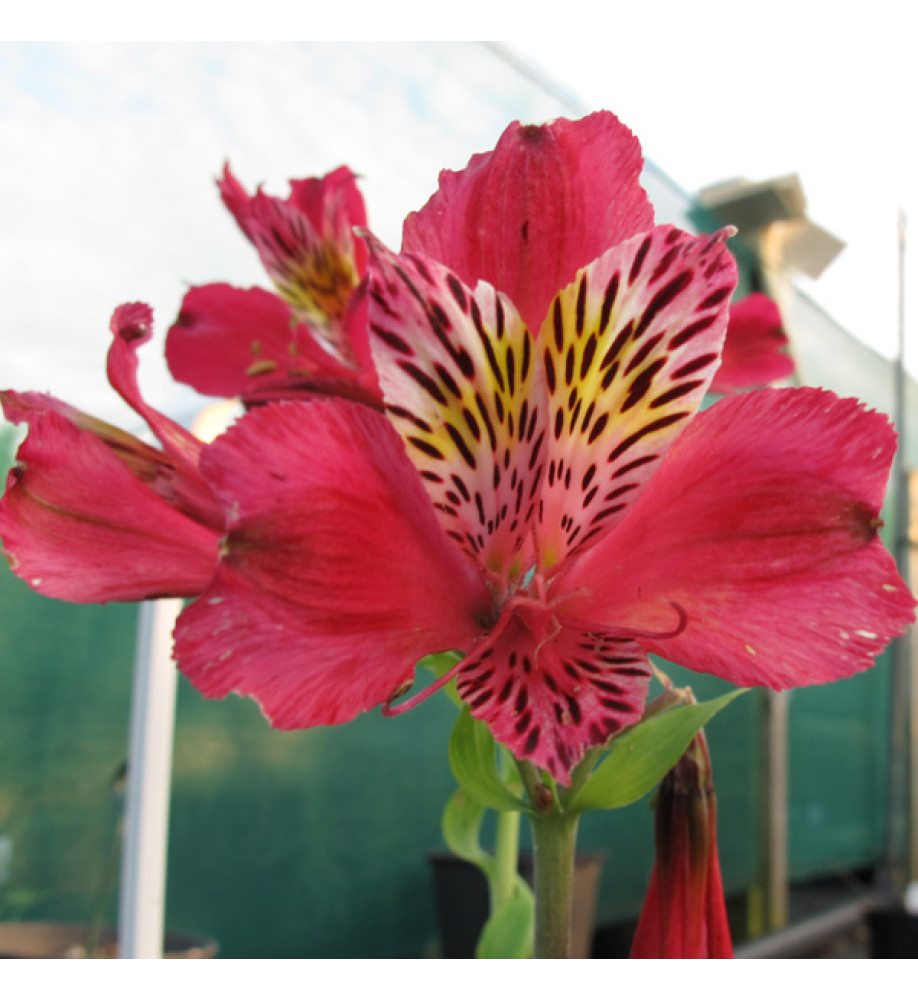 Alstroemeria Dandy Candy (1lt)