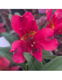 Alstroemeria Duke Arthur (3lt)