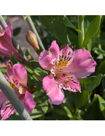 Alstroemeria Duke Charles (3lt)