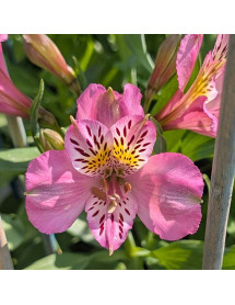 Alstroemeria Duke Charles (3lt) Alstroemeria Duke Charles (3lt)