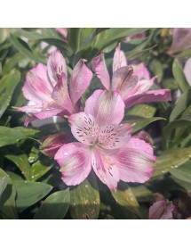 Alstroemeria Duke Francois (3lt)
