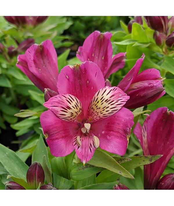 Alstroemeria Inca Goal (1.5lt) Alstroemeria Inca Goal (1.5lt)