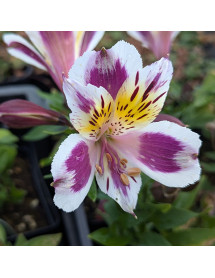Alstroemeria Inca Magic (1.5lt)