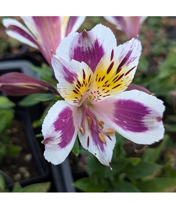 Alstroemeria Inca Magic (1.5lt)