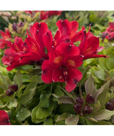 Alstroemeria Inca Vito (1.5lt)