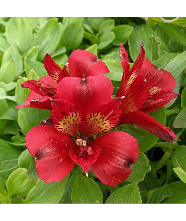 Alstroemeria Inca Vito (1.5lt)