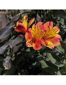 Alstroemeria Indian Summer (3lt)
