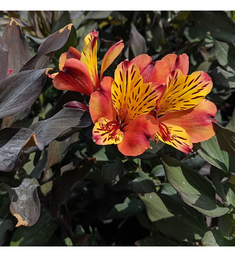 Alstroemeria Indian Summer (3lt)