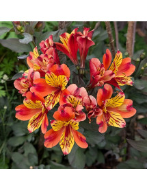 Alstroemeria Indian Summer (3lt)