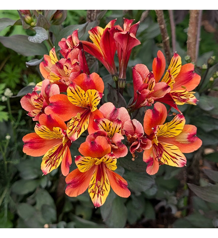 Alstroemeria Indian Summer (3lt)