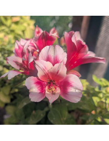 Alstroemeria inticancha Maya (3lt)