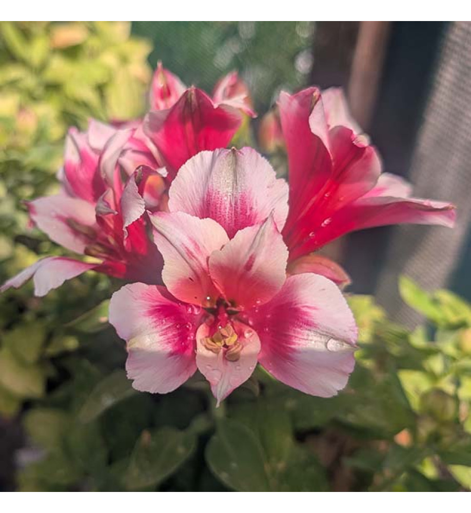 Alstroemeria inticancha Maya (3lt)