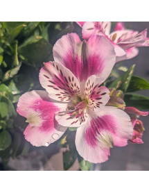Alstroemeria inticancha White Pink Blush (3lt)