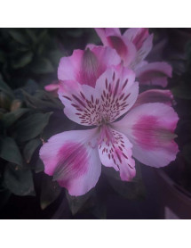 Alstroemeria inticancha White Pink Blush (3lt)