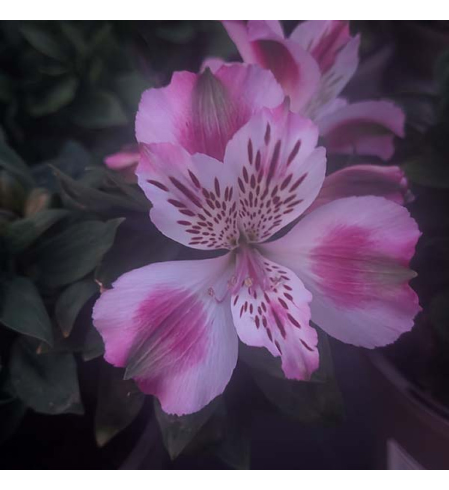 Alstroemeria inticancha White Pink Blush (3lt)