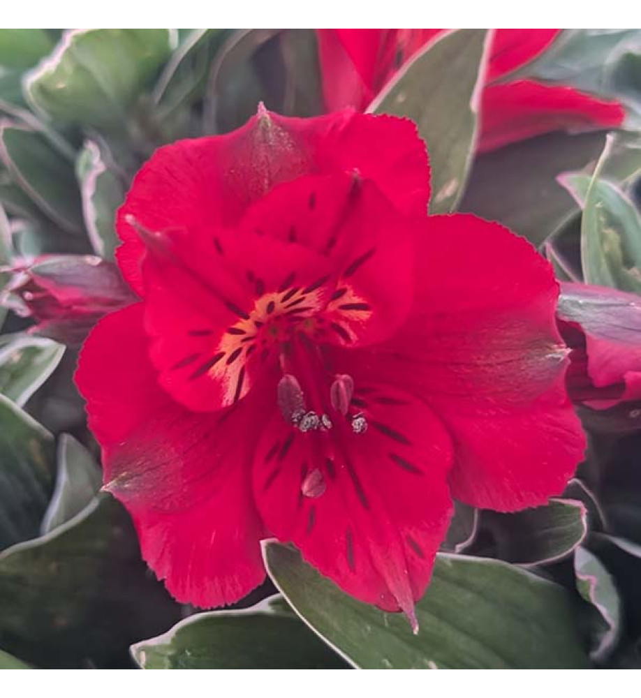 Alstroemeria hybrida Katiana (3lt)