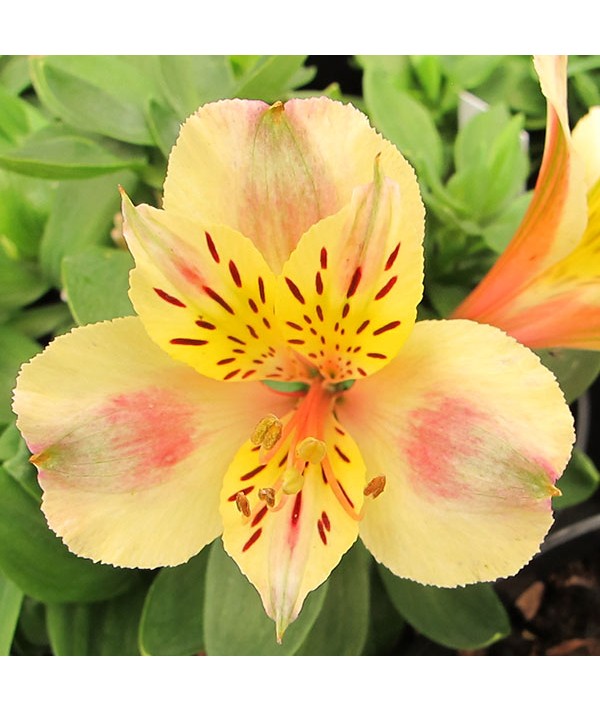 Alstroemeria Little Miss Christina (3lt)