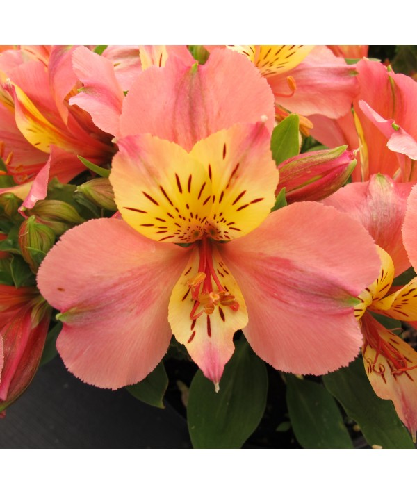 Alstroemeria Little Miss Davina (3lt)