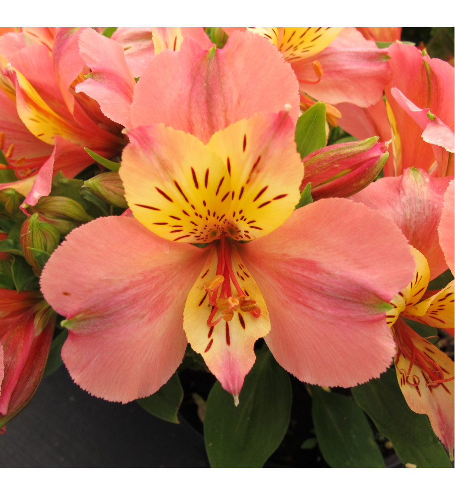 Alstroemeria Little Miss Davina (3lt)