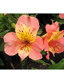 Alstroemeria Little Miss Davina (3lt)