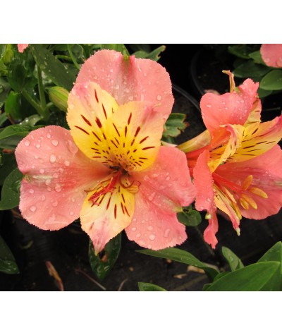 Alstroemeria Little Miss Davina (3lt)