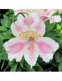 Alstroemeria Little Miss Sophie (3lt)