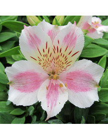 Alstroemeria Little Miss Sophie (3lt)