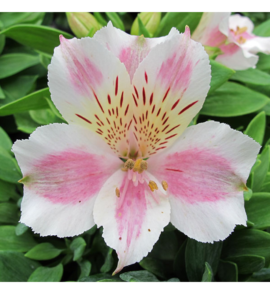 Alstroemeria Little Miss Sophie (3lt)