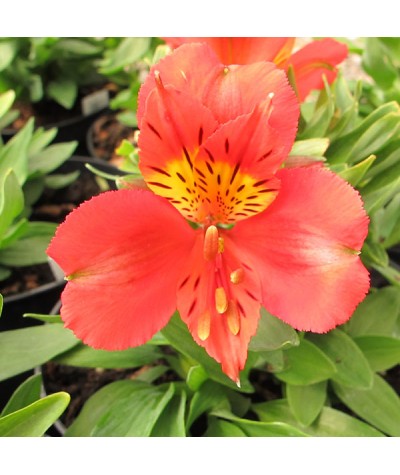 Alstroemeria Little Miss Tara (3lt)