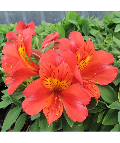 Alstroemeria Little Miss Tara (3lt)