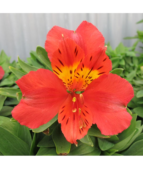 Alstroemeria Little Miss Tara (3lt)