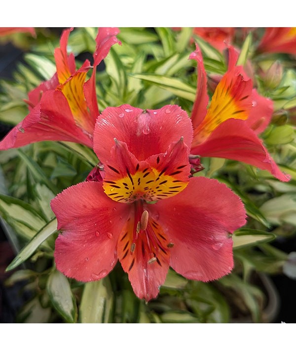 Alstroemeria Little Miss Zoe (3lt)