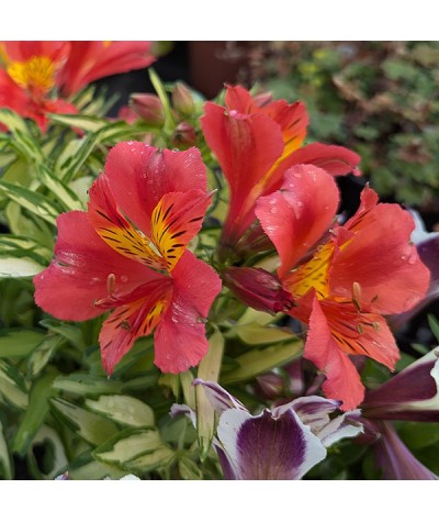 Alstroemeria Little Miss Zoe (3lt)