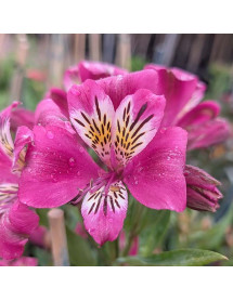 Alstroemeria Majestic Montsoreau (3lt) Alstroemeria Majestic Montsoreau (3lt)