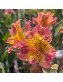 Alstroemeria Majestic Chartrene (3lt)
