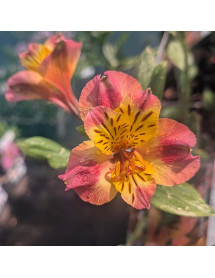 Alstroemeria Majestic Chartrene (3lt)