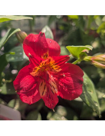 Alstroemeria Majestic Lire (3lt)