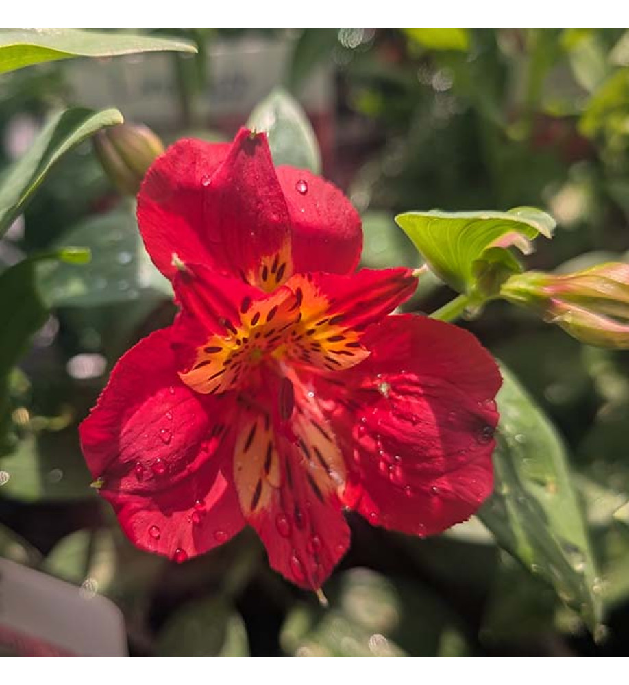 Alstroemeria Majestic Lire (3lt)