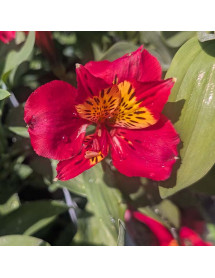 Alstroemeria Majestic Lire (3lt)